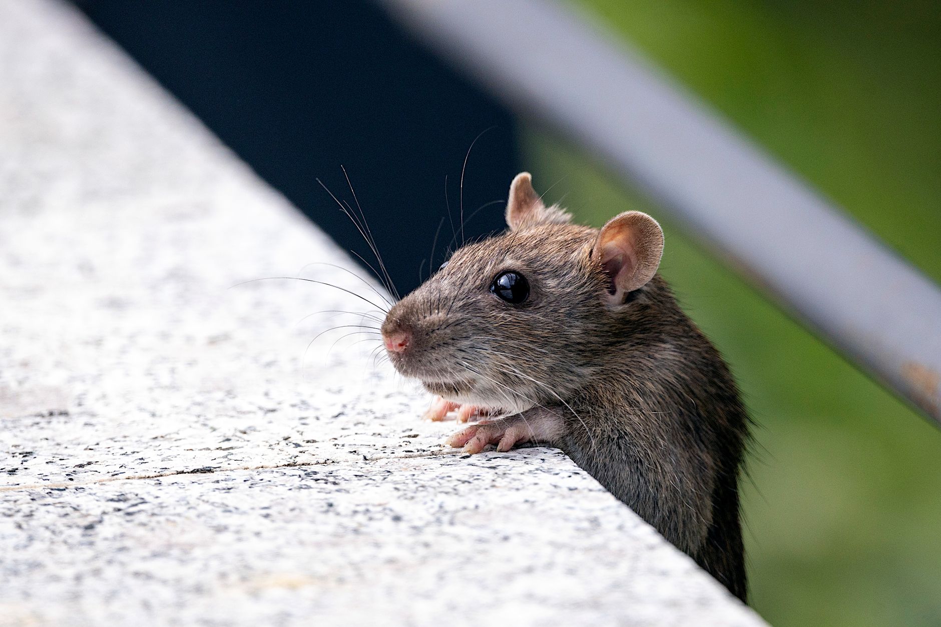 Désinsectisation dératisation à Bruay-la-Buissière